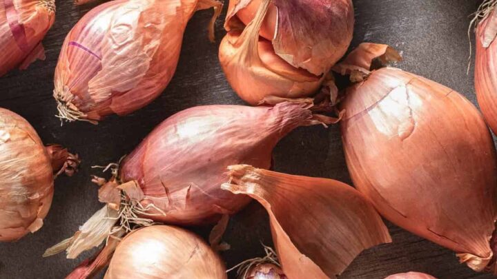 Best Shallot Substitute – A Couple Cooks